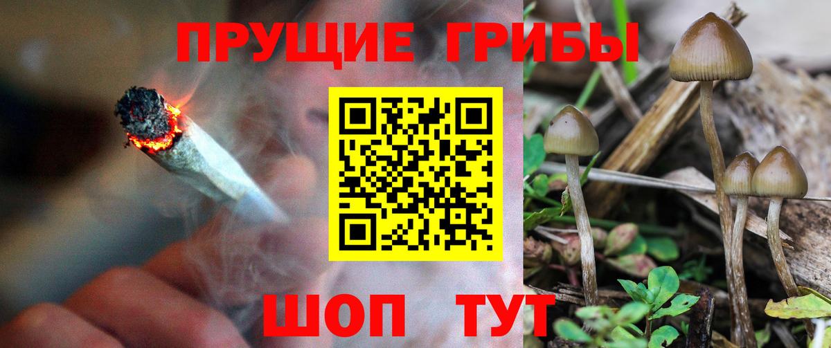 Псилоцибиновые грибы Psilocybe  Вход с VPN  Псилоцибиновые грибы прущие грибы  Дагестанские Огни 